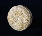 Cycloseris cyclolites (LAMARCK 1815) - Bild © FossNet FossilienStore